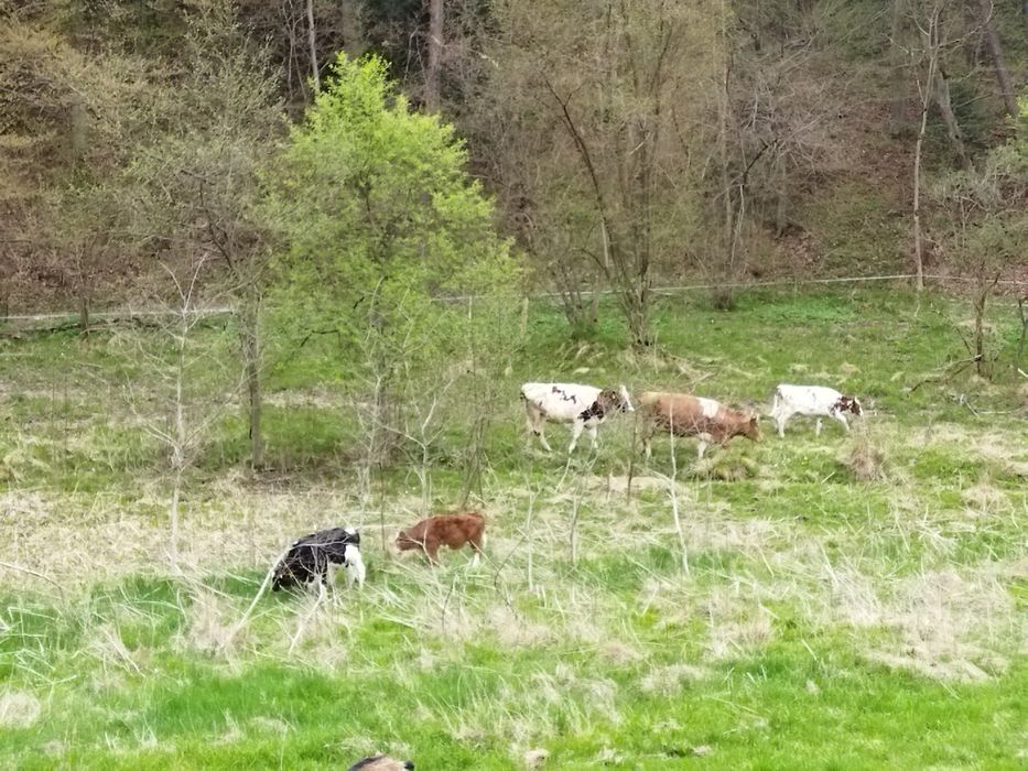 Mleko krowie, mleko od krowy, masło, śmietana,jajka kurze