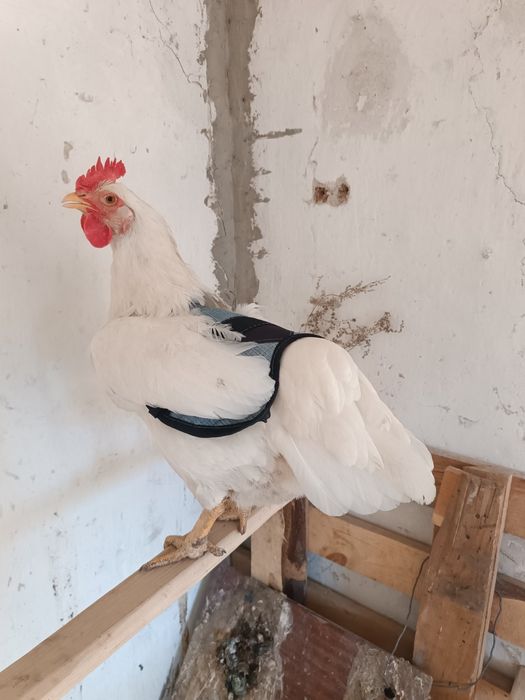 Захистні попони для Вашої птиці.важливо точність ,якість.досвід