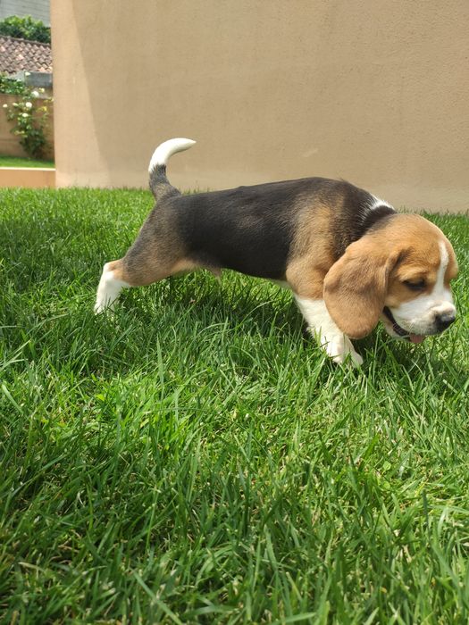 Beagle tricolor lop e afixo