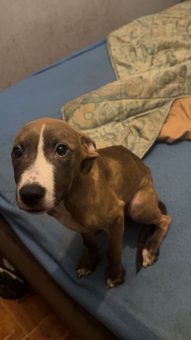 Cães bebês mix de pitbull