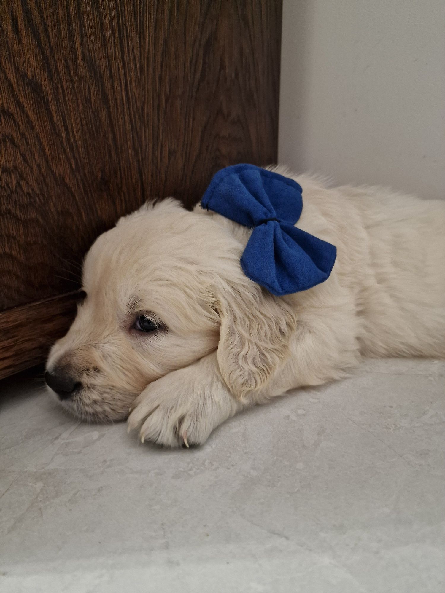 Golden retriever szczeniak zkwp fci śląskie