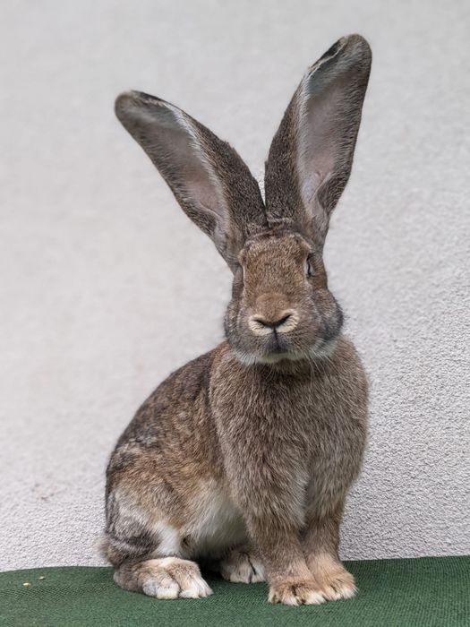 Самчик. Велетень 9 міс.