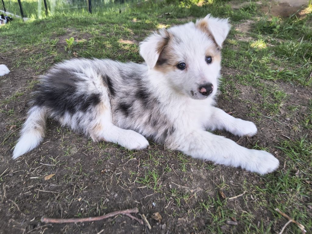Suczka border collie tri merle 1