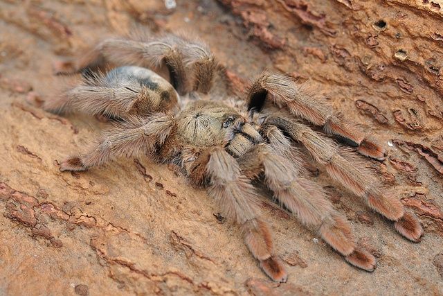 Паук Psalmopoeus pulcher