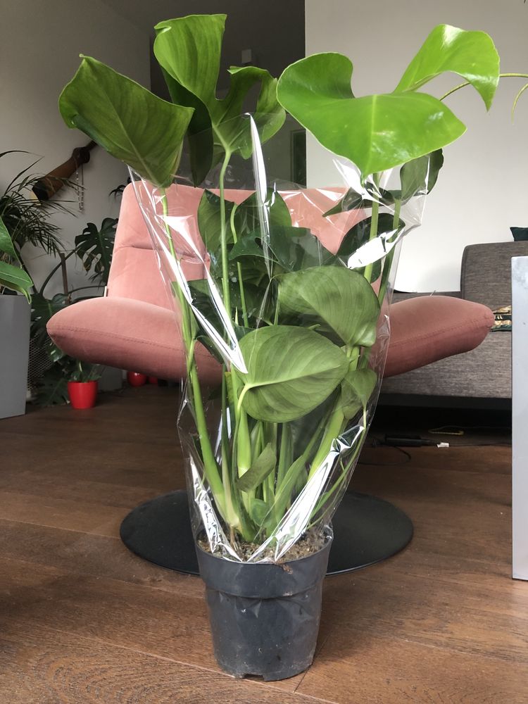 Piękna Monstera 80cm wysokości