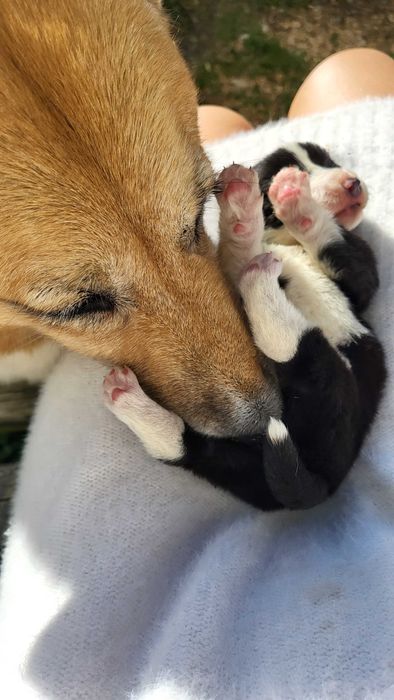 Собака лайка(охотніча собака]