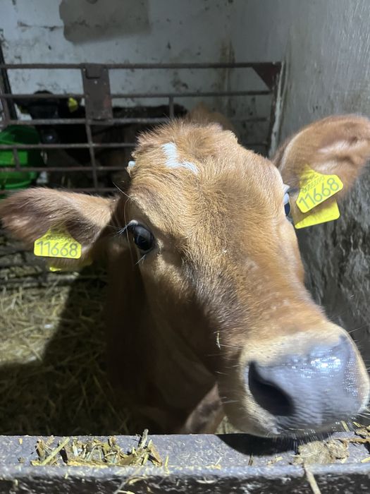 Sprzedam dwie jałówki rasy Jersey