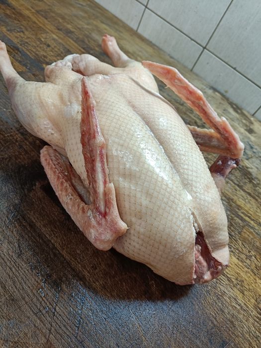 Tuszki, gęsi kułudzkie