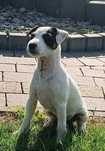 Parson Russell terrier