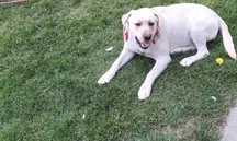 Oddam labladora retriever