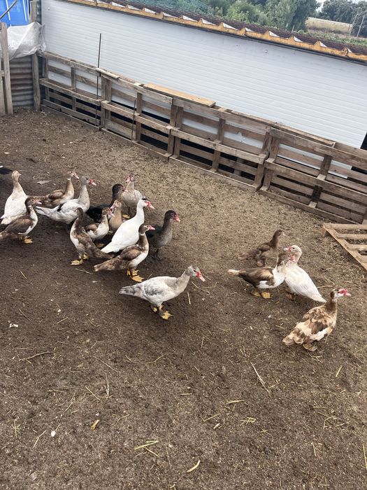 Patos mudos com 5 meses