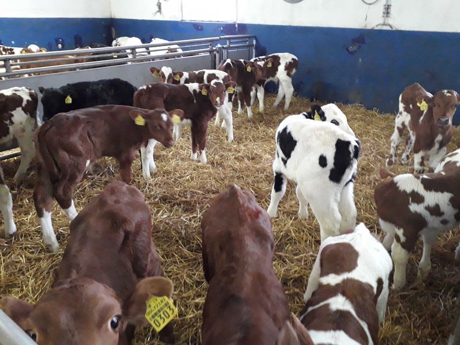 Cielęta, cielaki, byczki oraz jałówki mięsne, MM,MS,HF transport