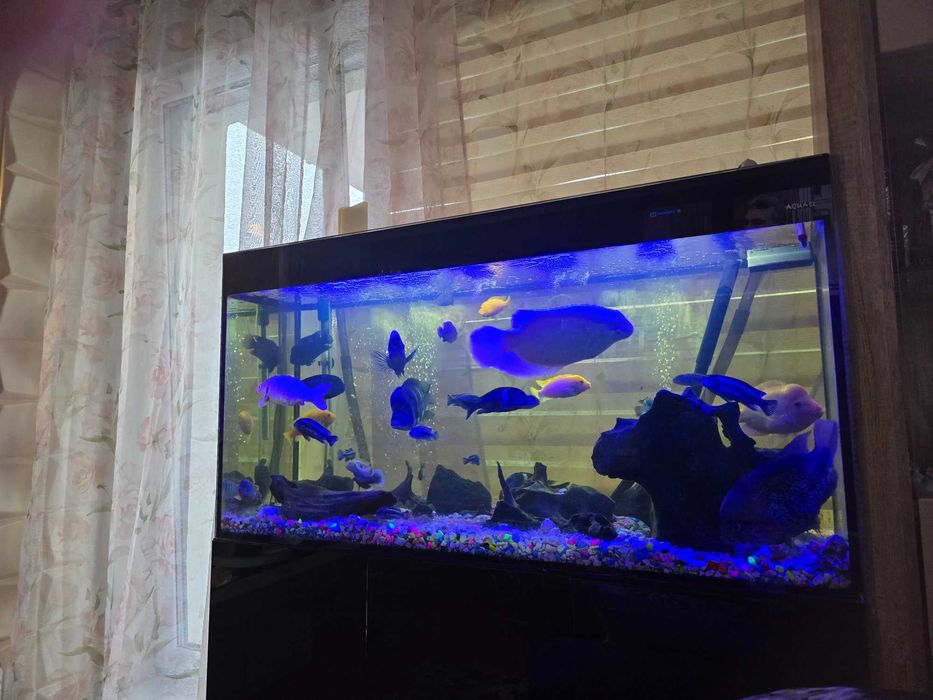 Akwarium 300l aqarel z calym osprzetem i życiem.