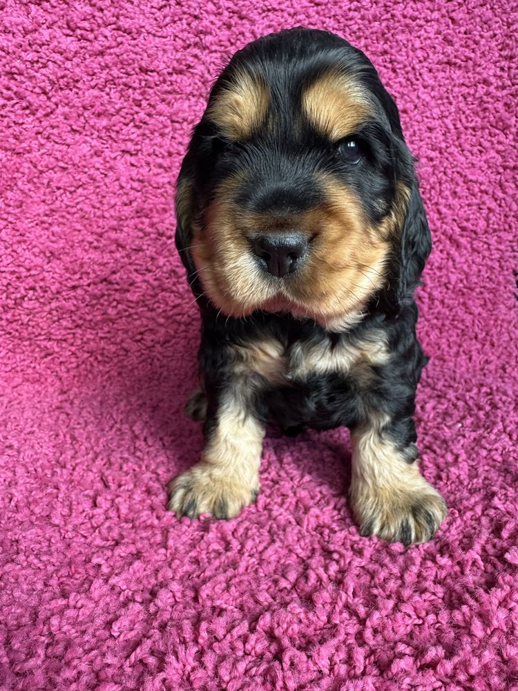 Cocker Spaniel Angielski
