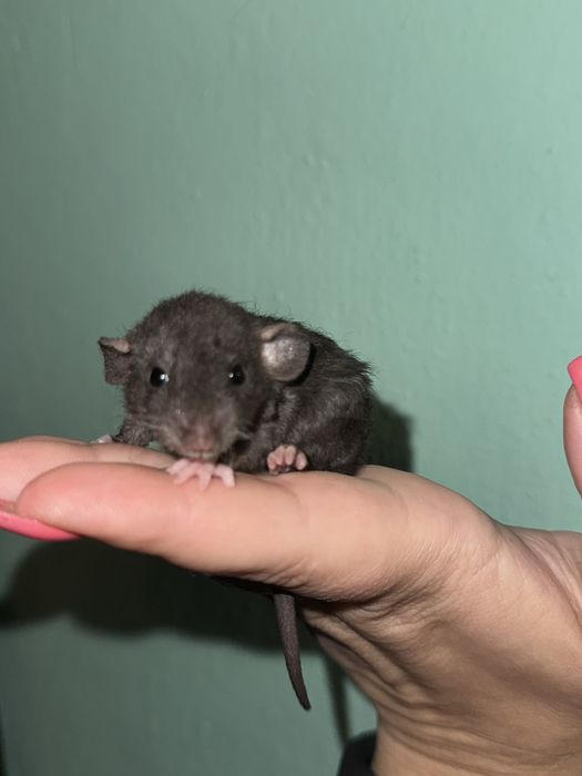 Дівчата та хлопці Дамбо Рекс Кучеряві щур , Крисинята