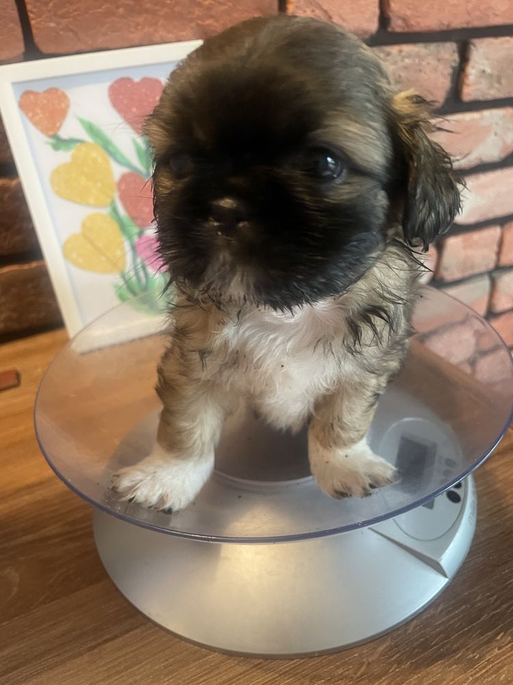 Pekińczyk z shih tzu suczka  cudna