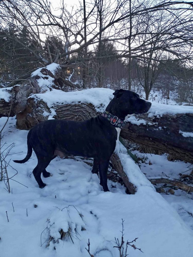 Przyjacielska suczka Gaga rasy Amstaff szuka domku