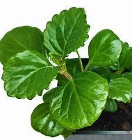 Planta "Plectranthus verticillatus" - Vários tamanhos a partir de 8€