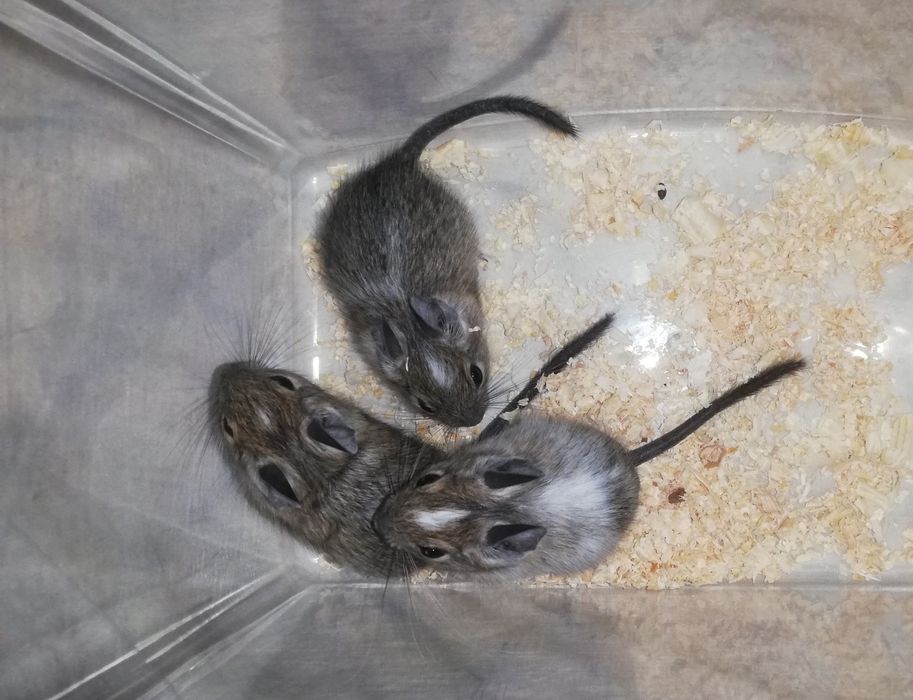 Малыши чилийские