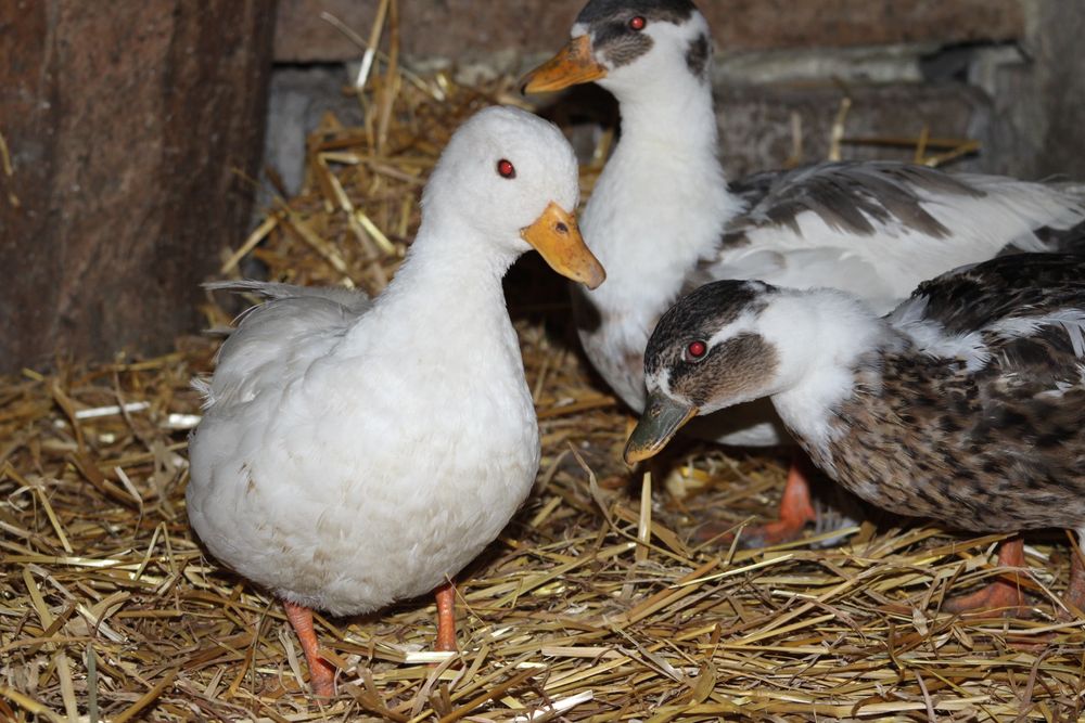 Kaczuszki i  Kaczory Call Duck