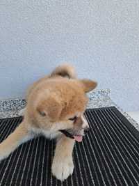 Akita inu piesek