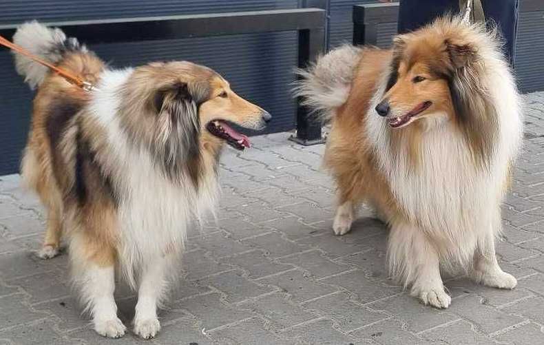 Szceniak Owczarek Szkocki Długowłosy Collie