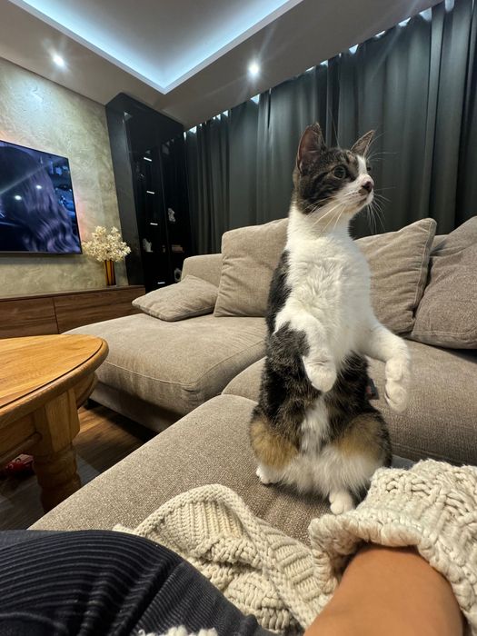 Oddam 2 koty  kotka i kot rodzeństwo