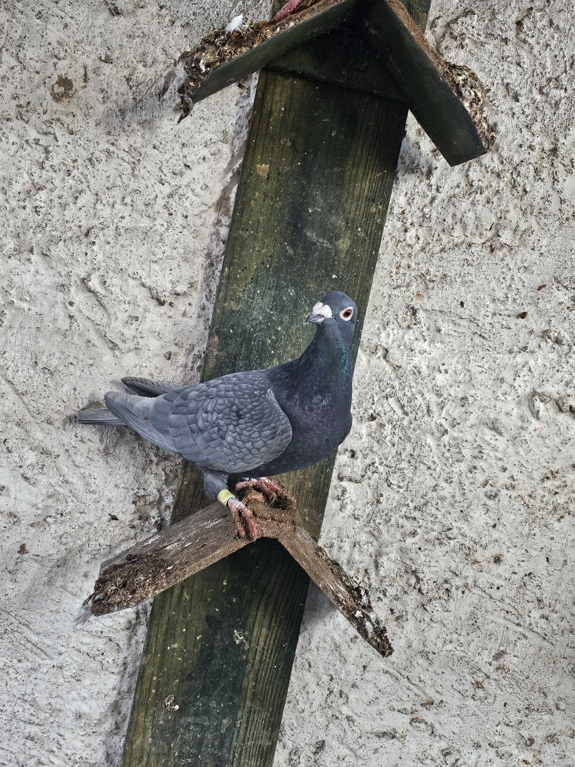 Gołębie Mulemansy