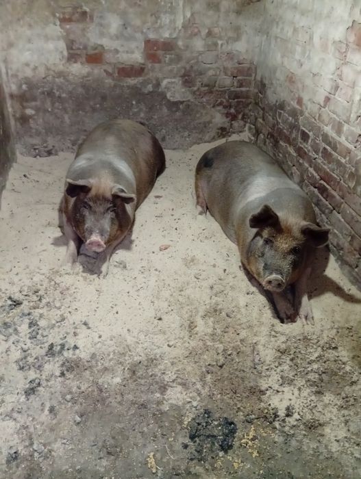 Продам все что на фото подробности по телефону.