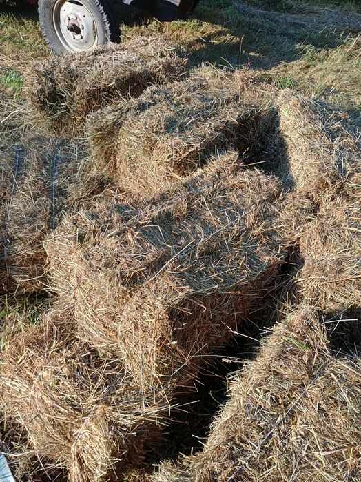 Siano w kostkach szt. 7 zł