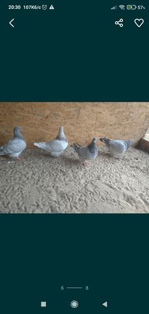 Продам безпарні голубки породи тексан