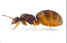 2q lasius flavus połączone