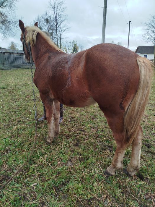 Продам лошицю кобилу 1рік і два місяці