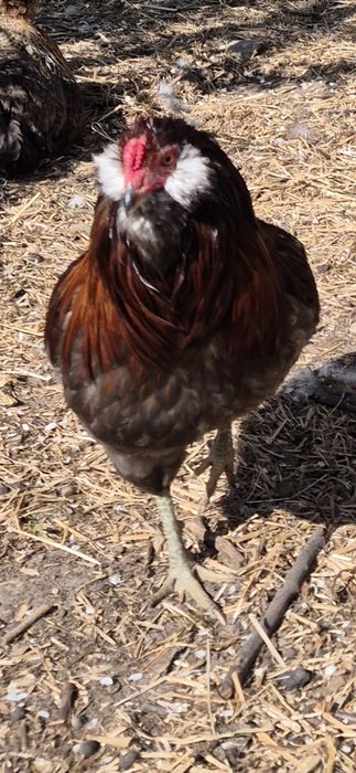 Koguty araucana, rosa, legbar, leghorn