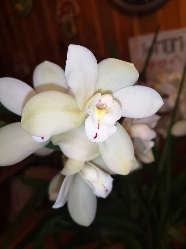 cymbidium storczyk
