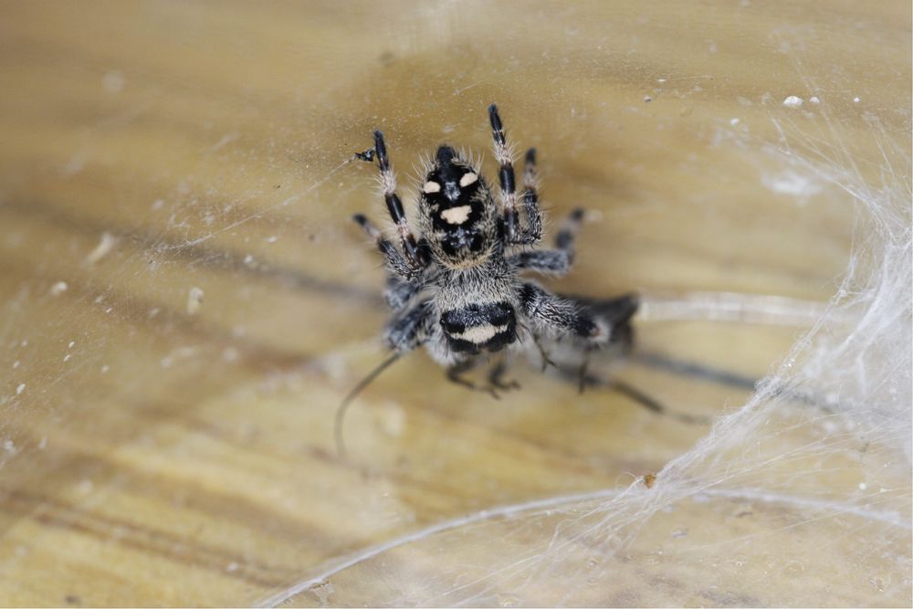 Skakuny Królewskie L7, phidippus regius wysyłka