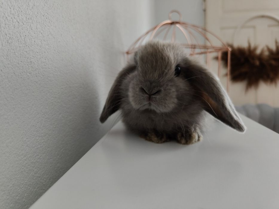 Mini Lop królik gotowe do odbioru