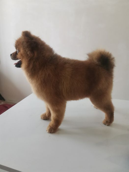 Груминг собаки, коты , салон