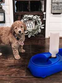 Пластиковая миска для собак/котов с поилкой pet feeder голубая