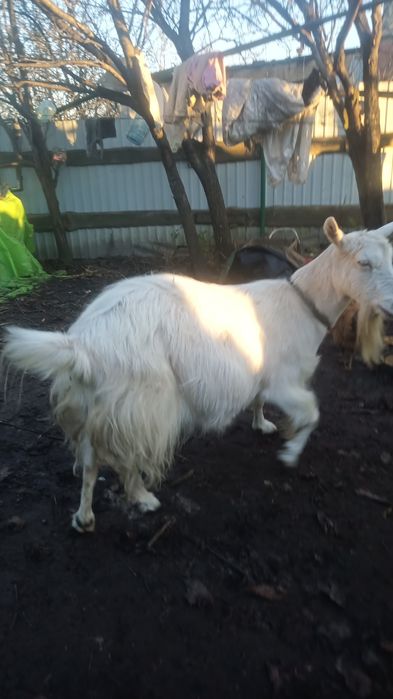 продам Козу ,коза