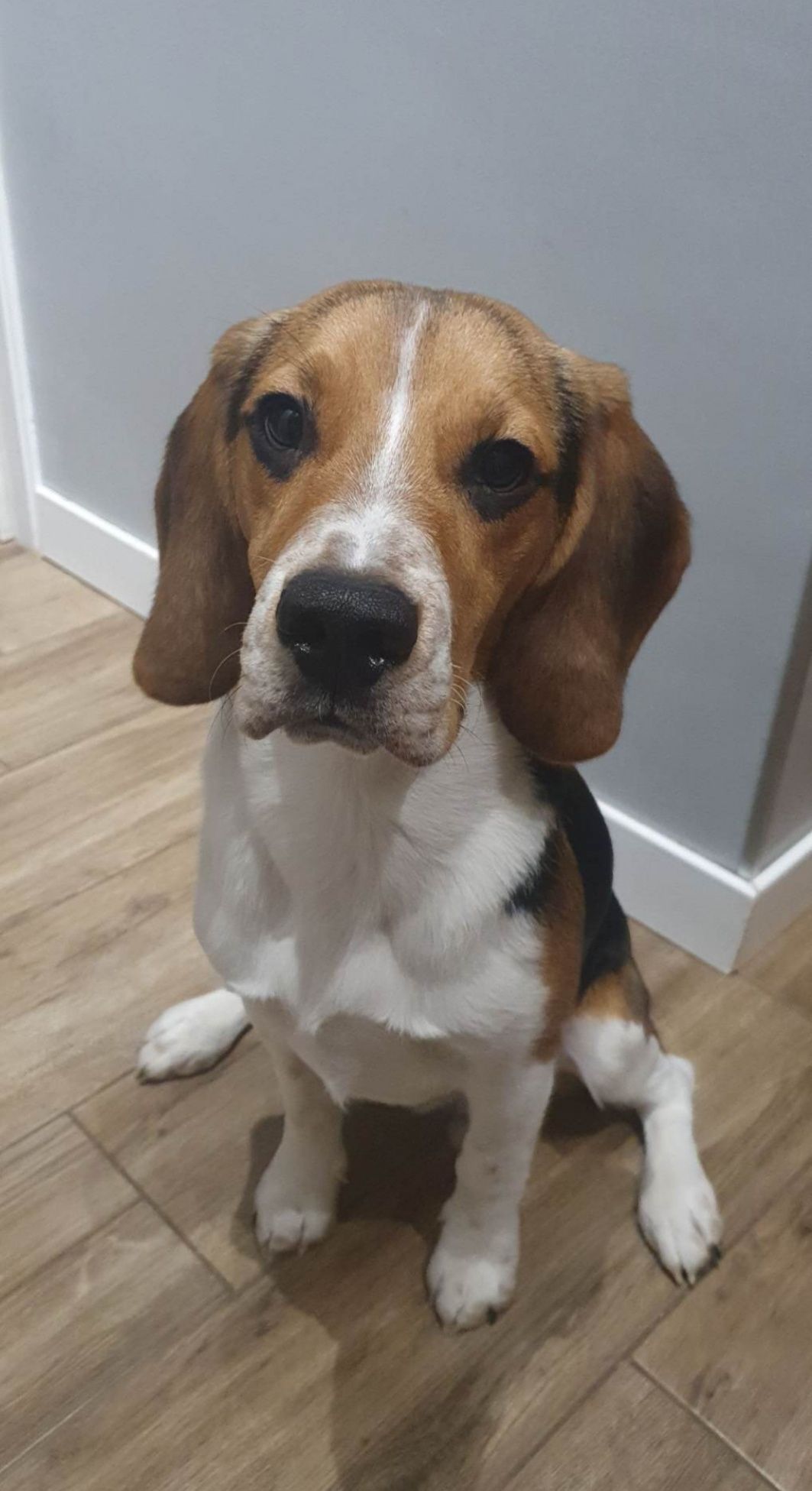 Piesek rasy beagle do rezerwacji