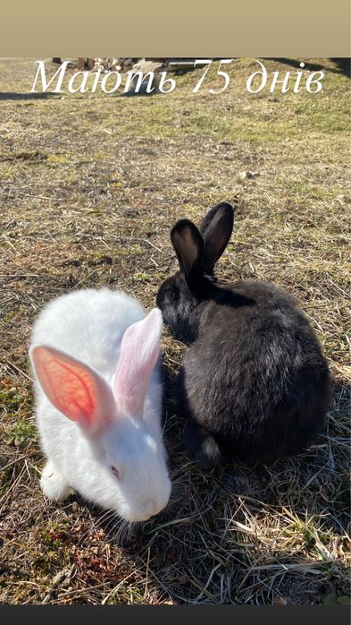 Кролі різногл віку