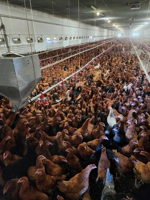 Kury młode !! Rossa Dominant Messa Sussex !! Nioski z wolnego wybiegu!