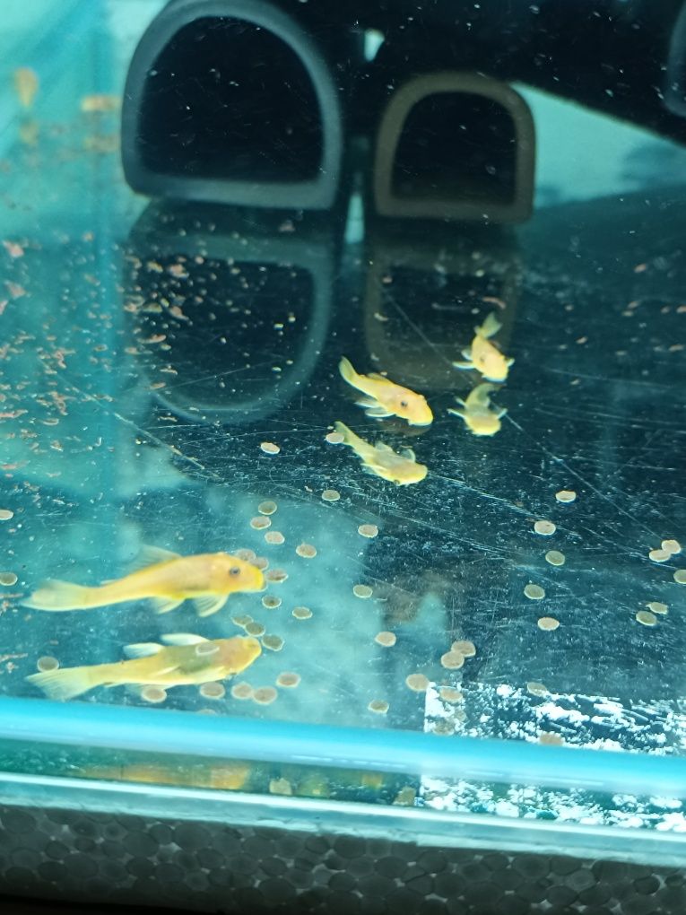 Ancistrus L144 lemon blue eyes