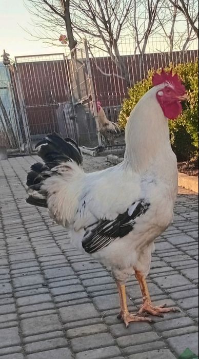 Юрловские голосистые, петух, півень, 10 міс