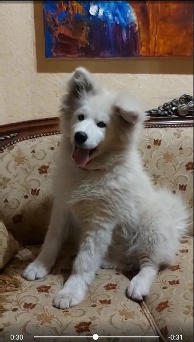 Самоїд, цуценя самоїда