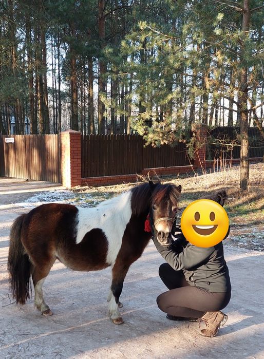 Sprzedam klacz kucyka