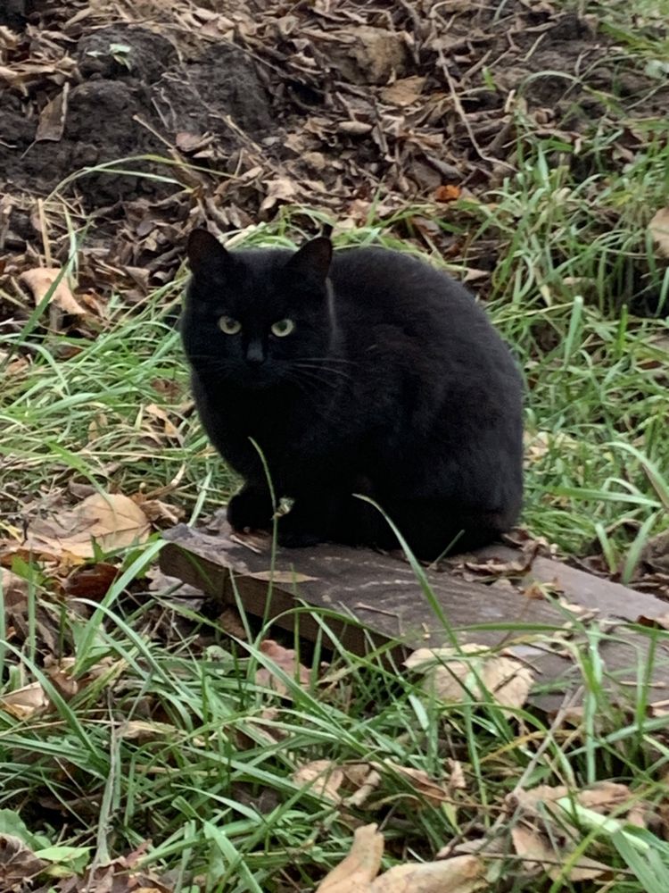 Черная кошка котенок