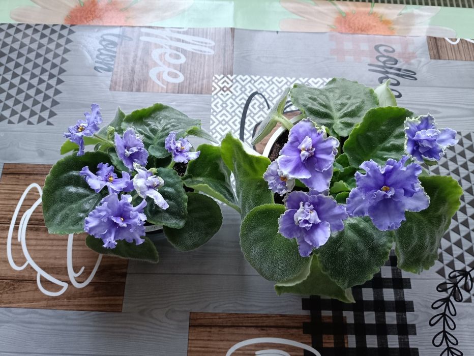 Фіалки дорослі,50 грн