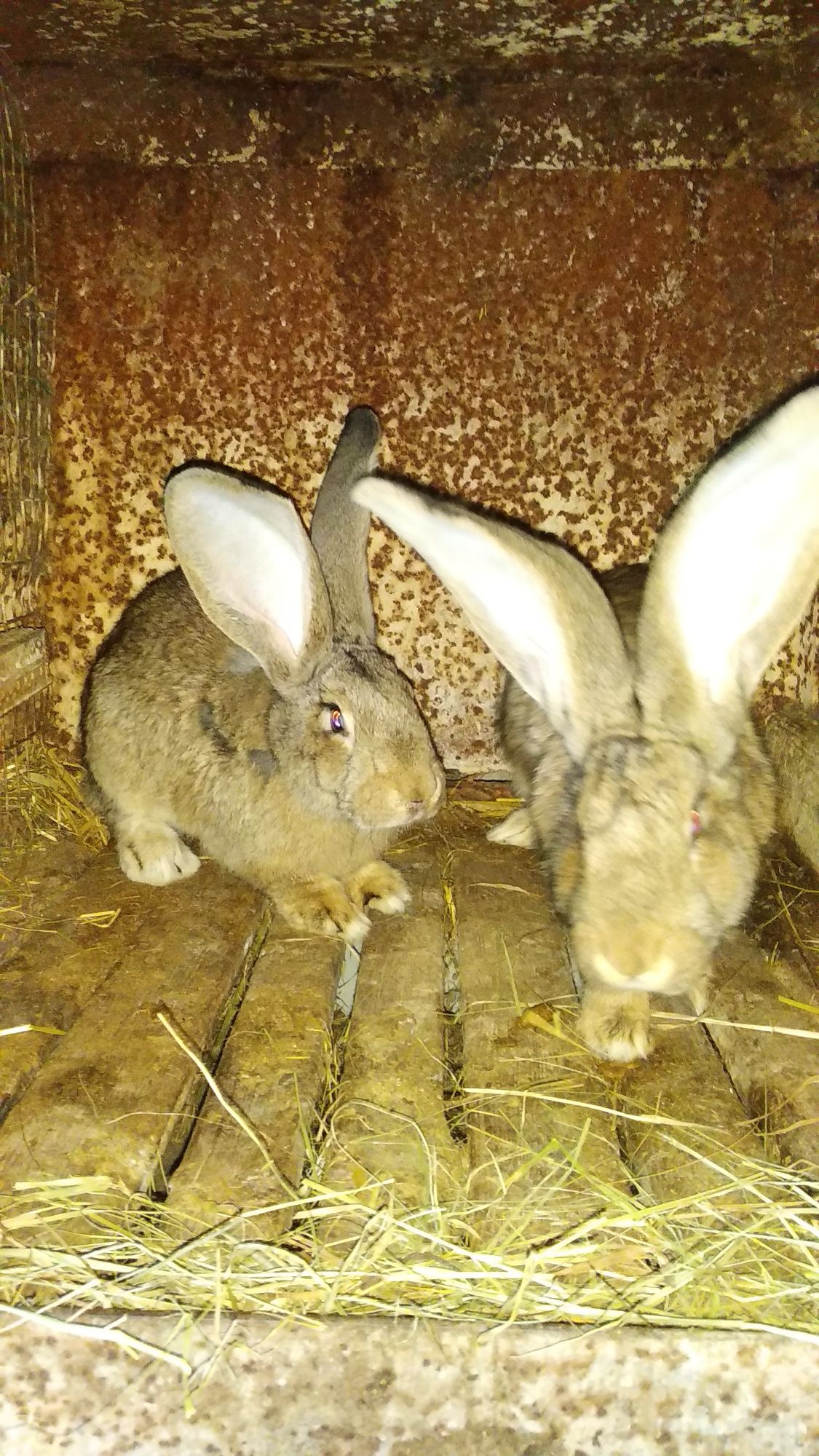 Кролики бельгійський велікан.